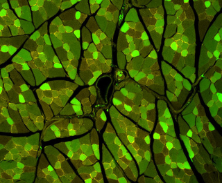 Illustration for article titled The year's strangest, most beautiful visions of the microverse